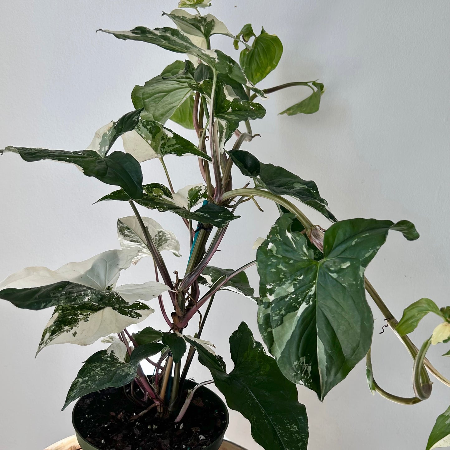 Variegated Syngonium Podophyllum Albo 6” pot