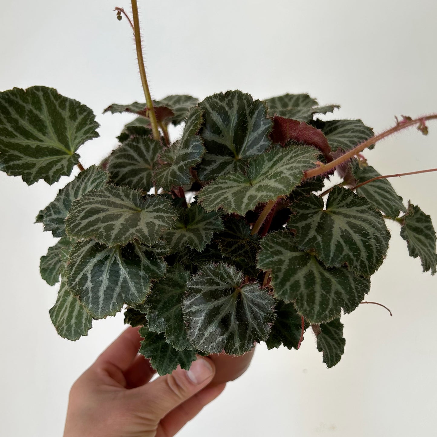 Strawberry Begonia  (Saxifraga Stolonifera) 3.5” pot