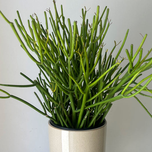 Pencil Cactus “Firesticks” (Euphorbia) 6” pot