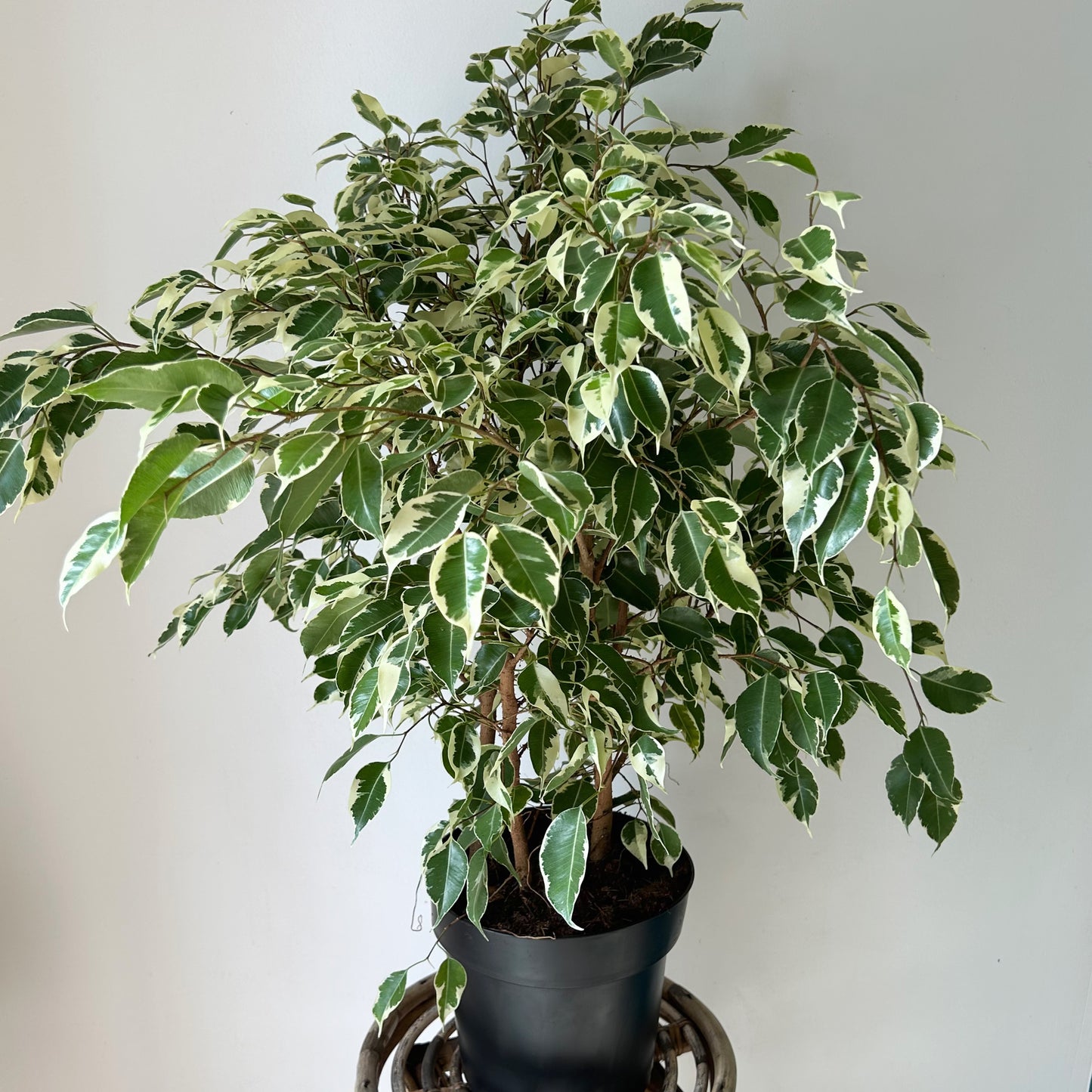 Variegated Ficus Benjamina 8” pot