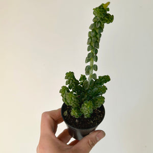Peperomia Columella 2.5" pot