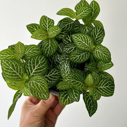 Nerve Plant “Lemon Lime” (Fittonia) 4”pot