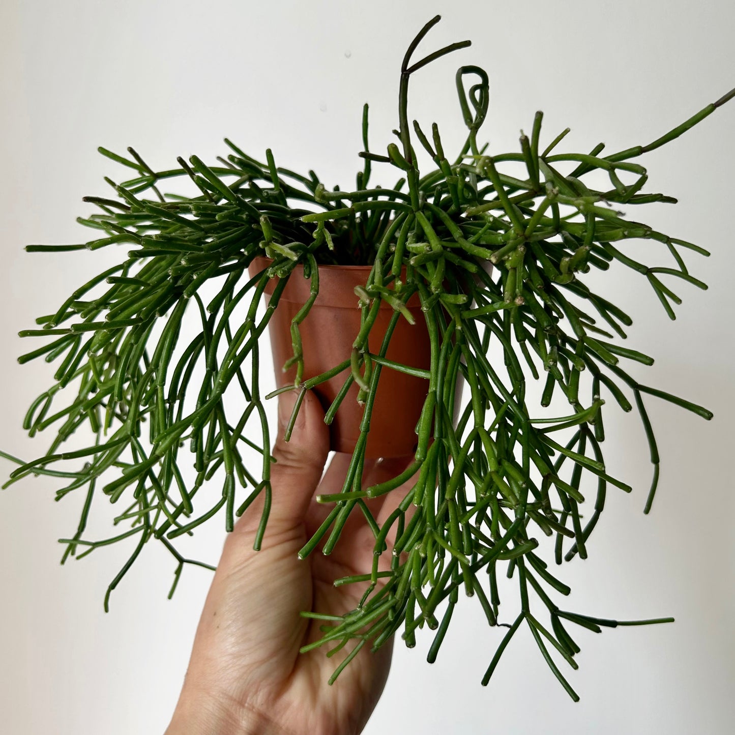 Rhipsalis clavata 3.5”pot