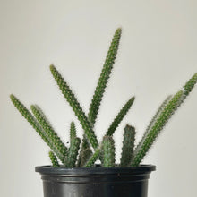 Load image into Gallery viewer, Rat Tail Cactus (Aporocactus flagelliformis )3.5” pot
