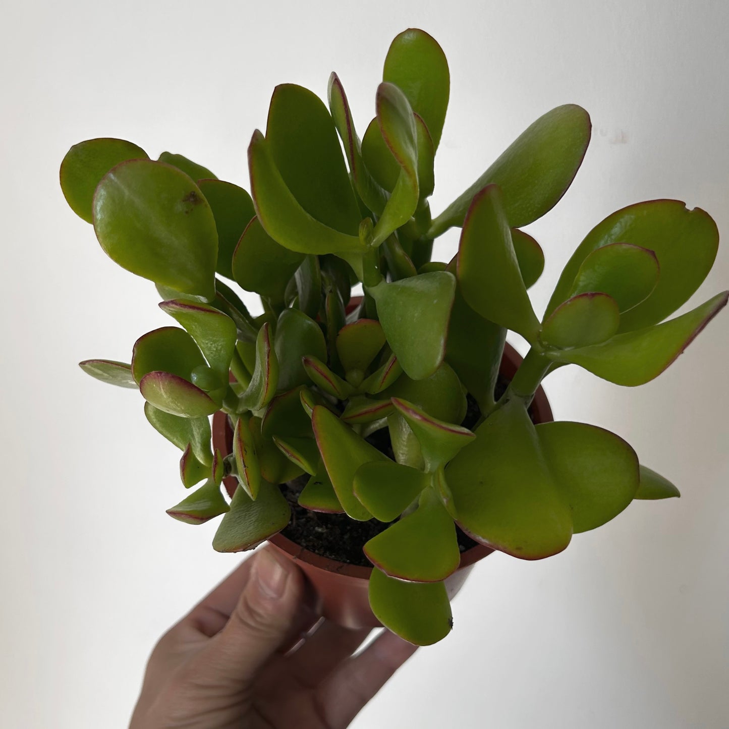 Jade Succulent Ovata “Sunset” 4”pot