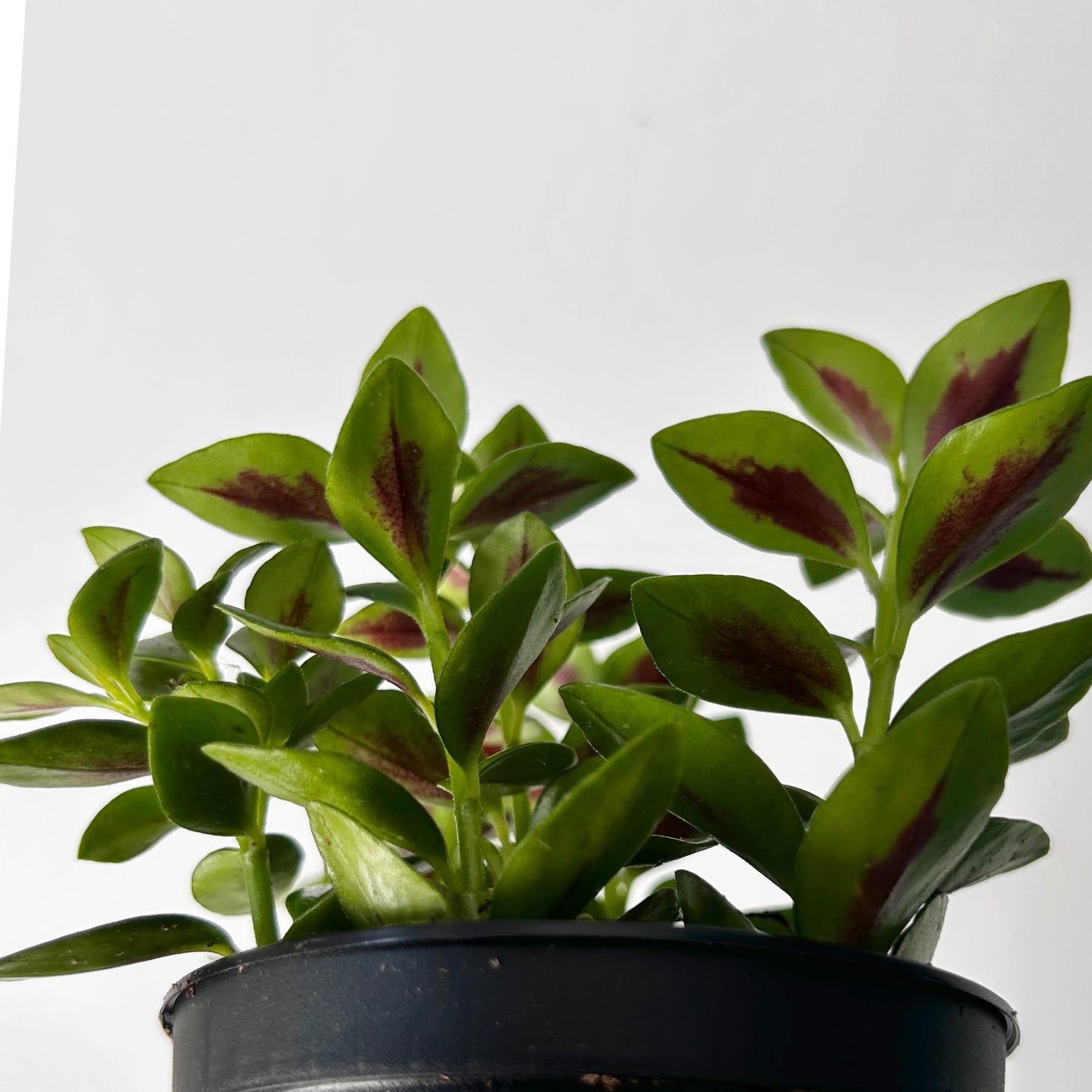 Goldfish Plant (Nematanthus) 3.5” pot