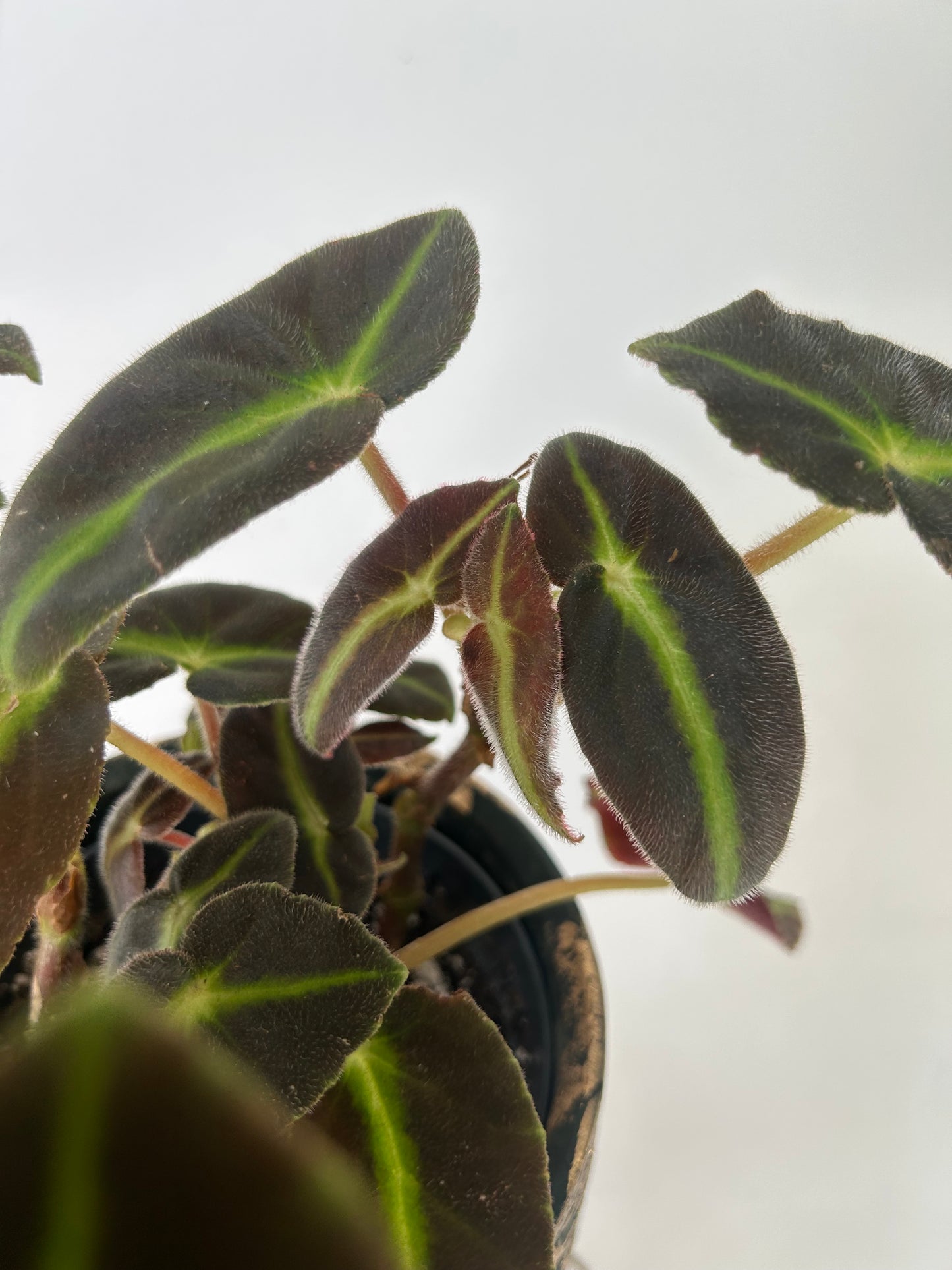 Begonia listada 5”pot