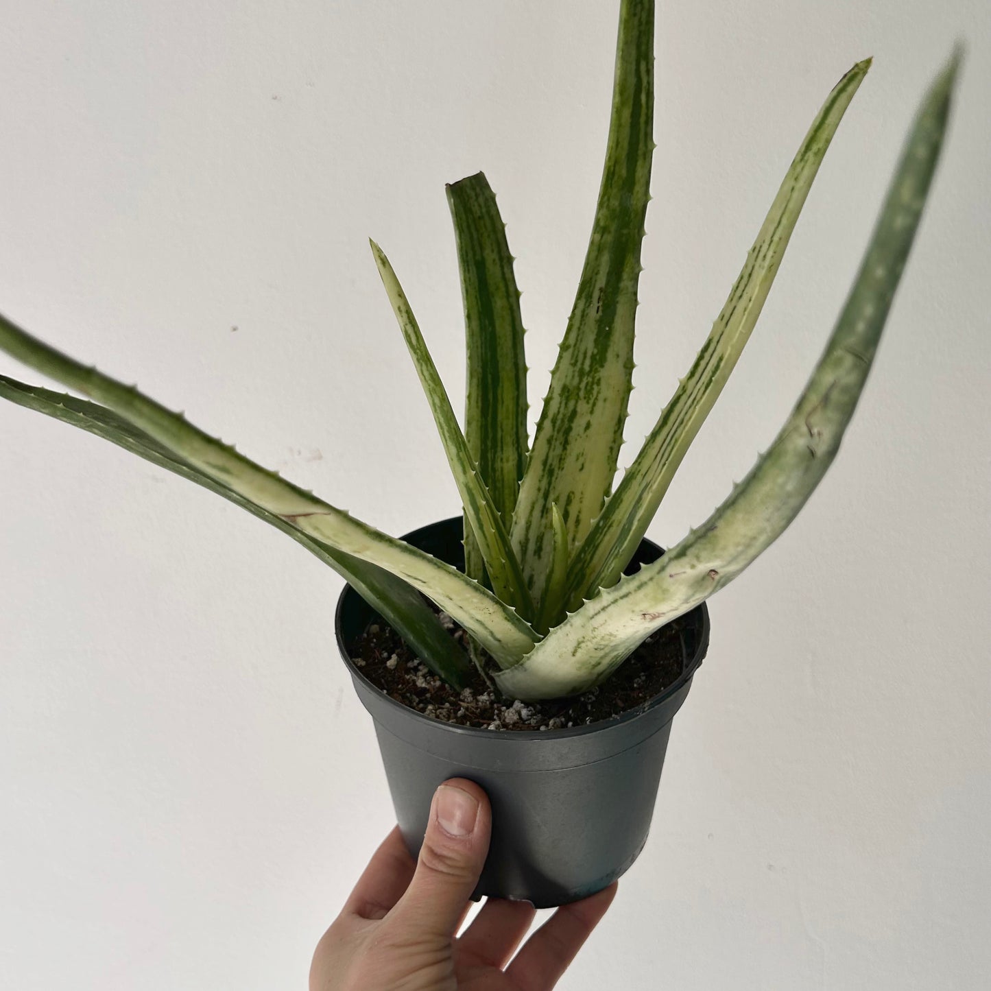 Variegated Aloe arborescens 4” pot