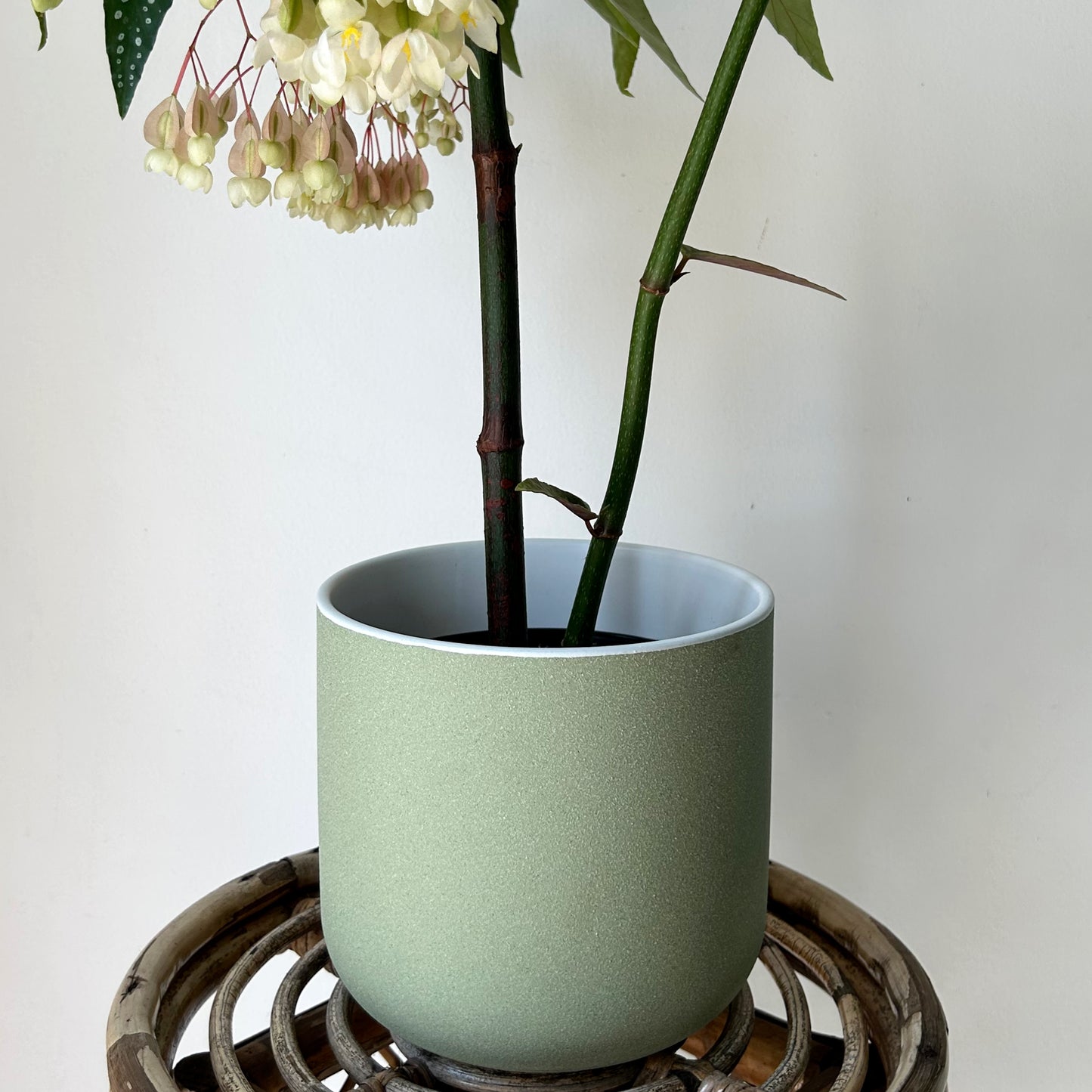 CLOVER Decorative Pot (available in two sizes)