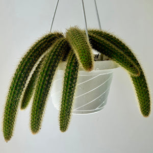 Golden Rat Tail Trailing Cactus (Cleistocactus winteri ) 6” hanging basket