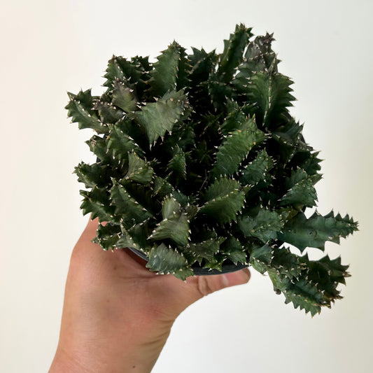 Lifesaver Plant (Huernia zebrina) 4”pot