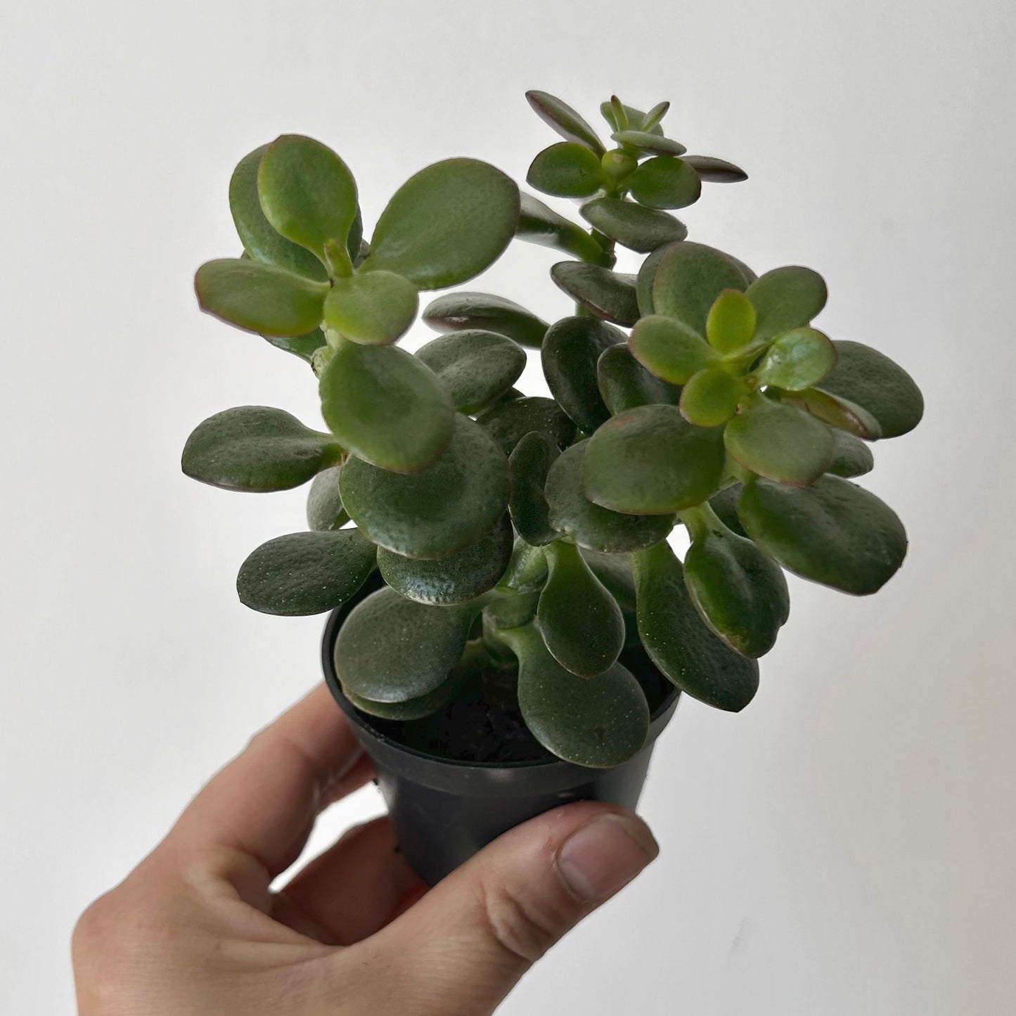 Jade Succulent (Crassula ovata Minima)2.5” pot