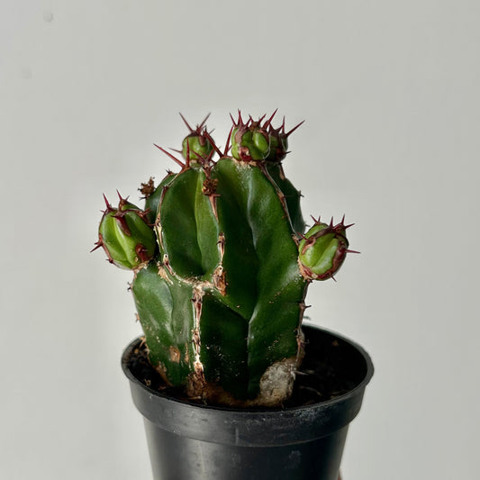 Euphorbia handiensis 2.5” pot