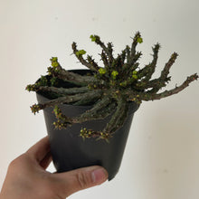 Load image into Gallery viewer, Euphorbia “Medusa’s Head” (Flanaganii) 5” pot
