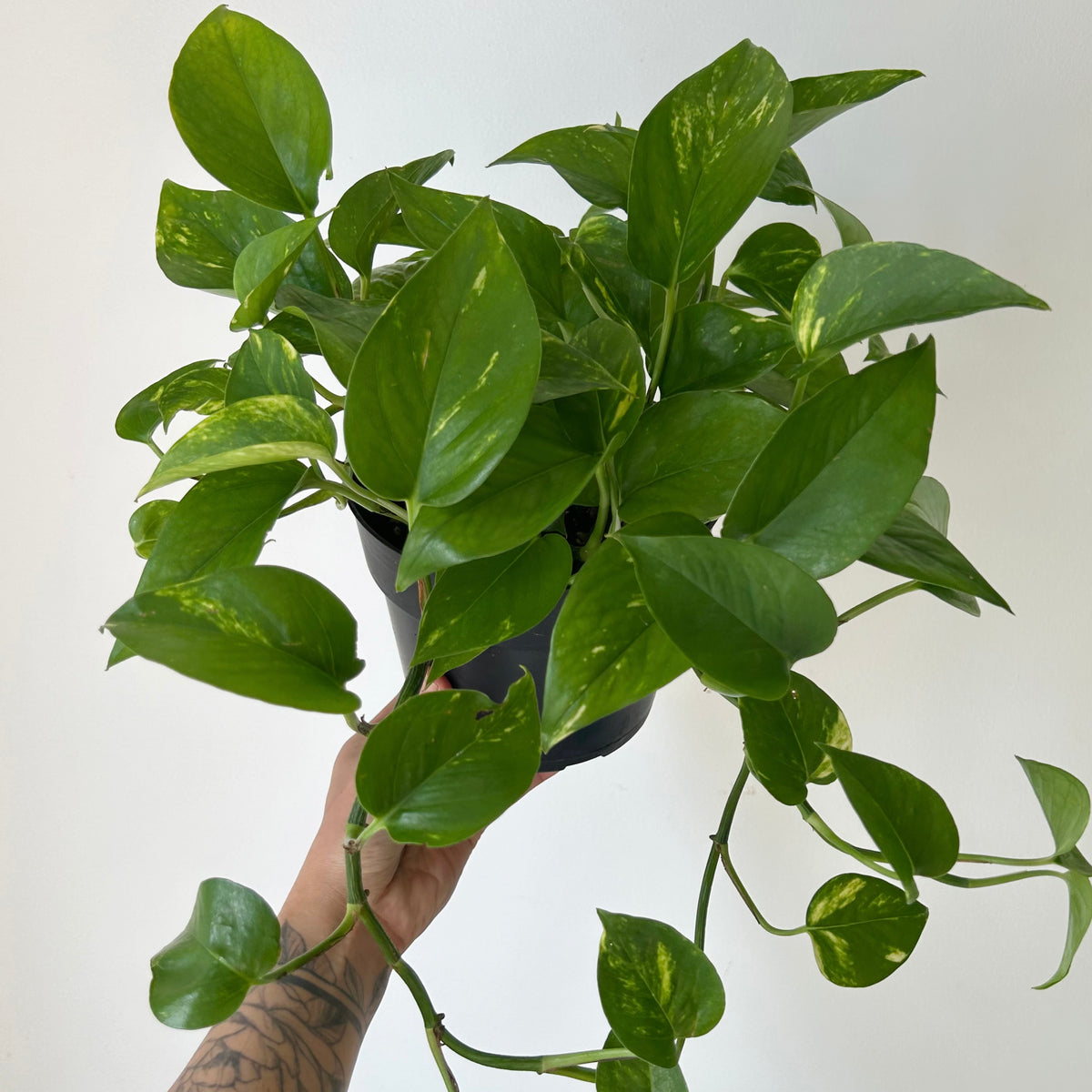 Golden Pothos 6” Pot