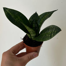 Load image into Gallery viewer, Sansevieria Trifasciata Hahnii 2.5” pot
