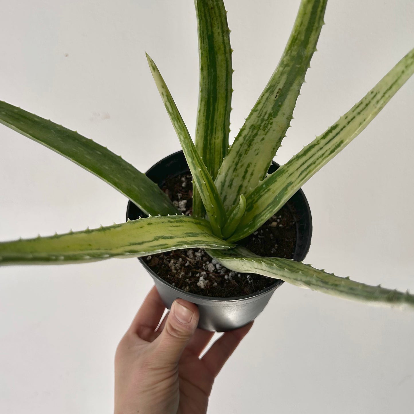 Variegated Aloe arborescens 4” pot