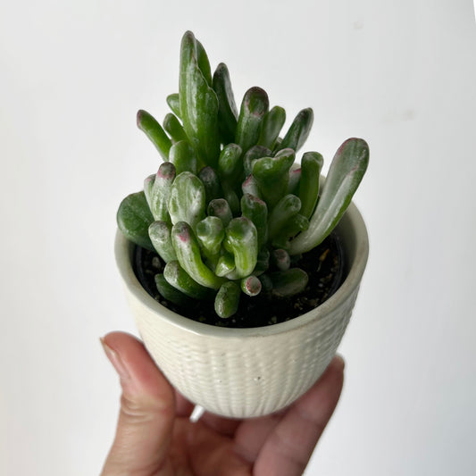 Variegated Gollum Jade (Crassula ovata 'Gollum' f. variegata) 2.5” pot