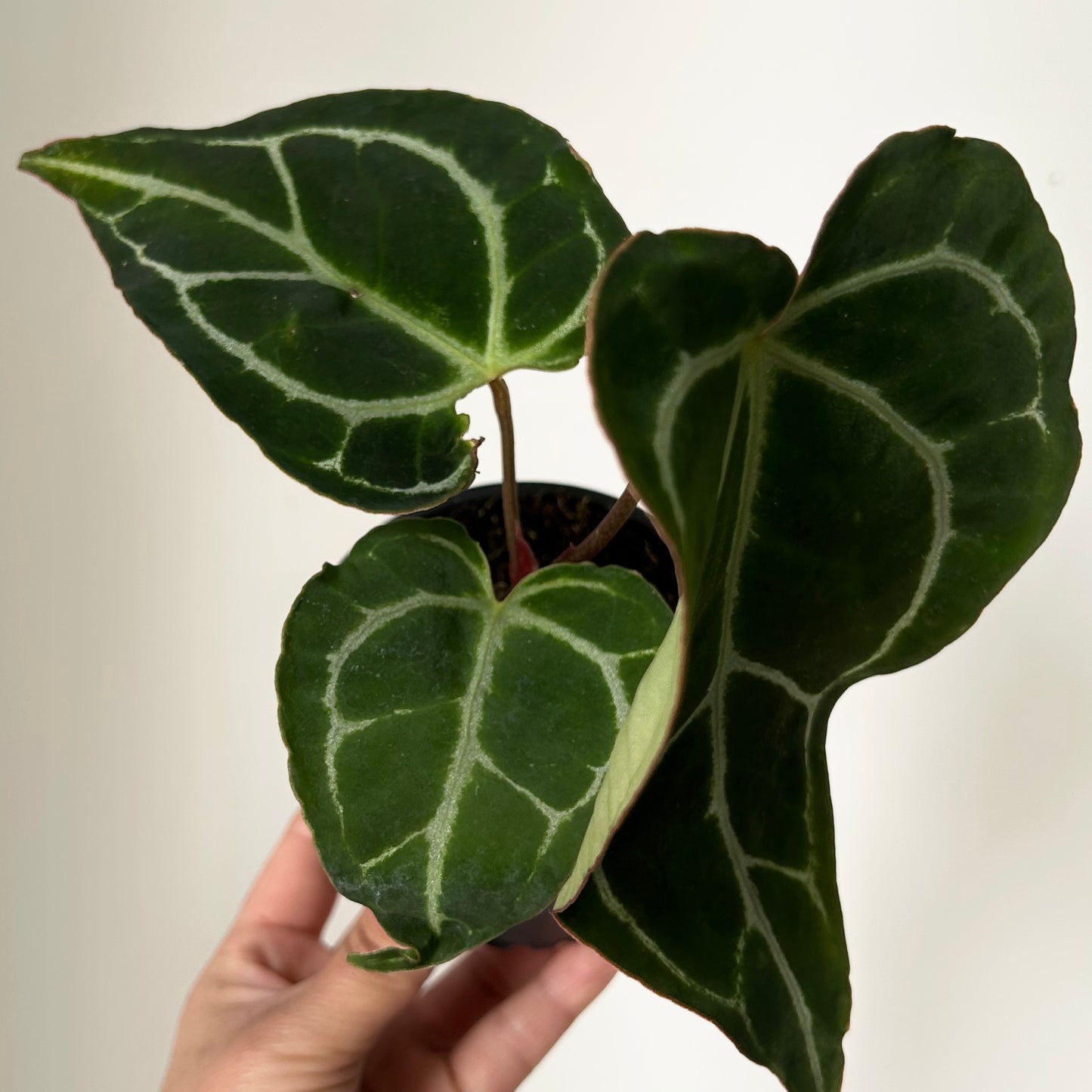 Anthurium crystallinum 3.5”pot