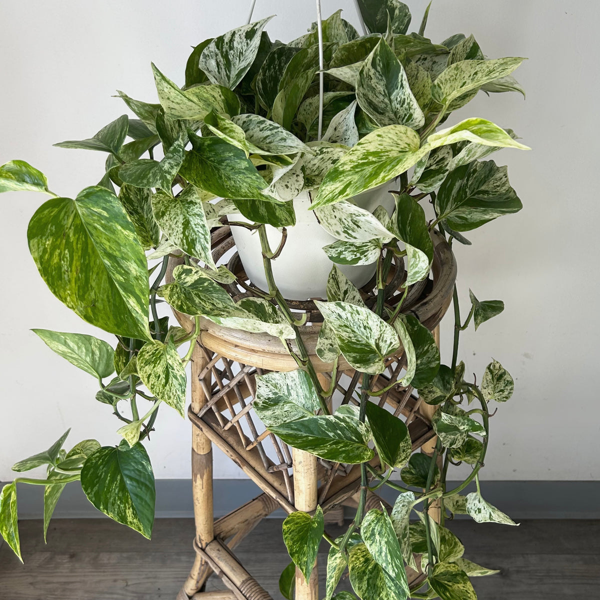 Pothos “Marble Queen 8” hanging basket