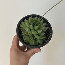 Load image into Gallery viewer, Haworthia Cooperi 3.25”pot
