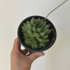 Haworthia Cooperi 3.25”pot