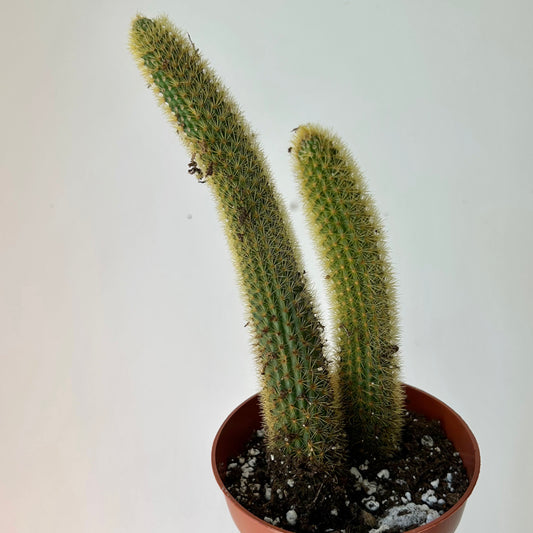 Golden Rat Tail Cactus (Cleistocactus winteri) 5" pot