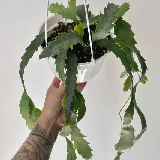 Snowdrop Cactus (Lepismium houlletianum) 6" hanging basket