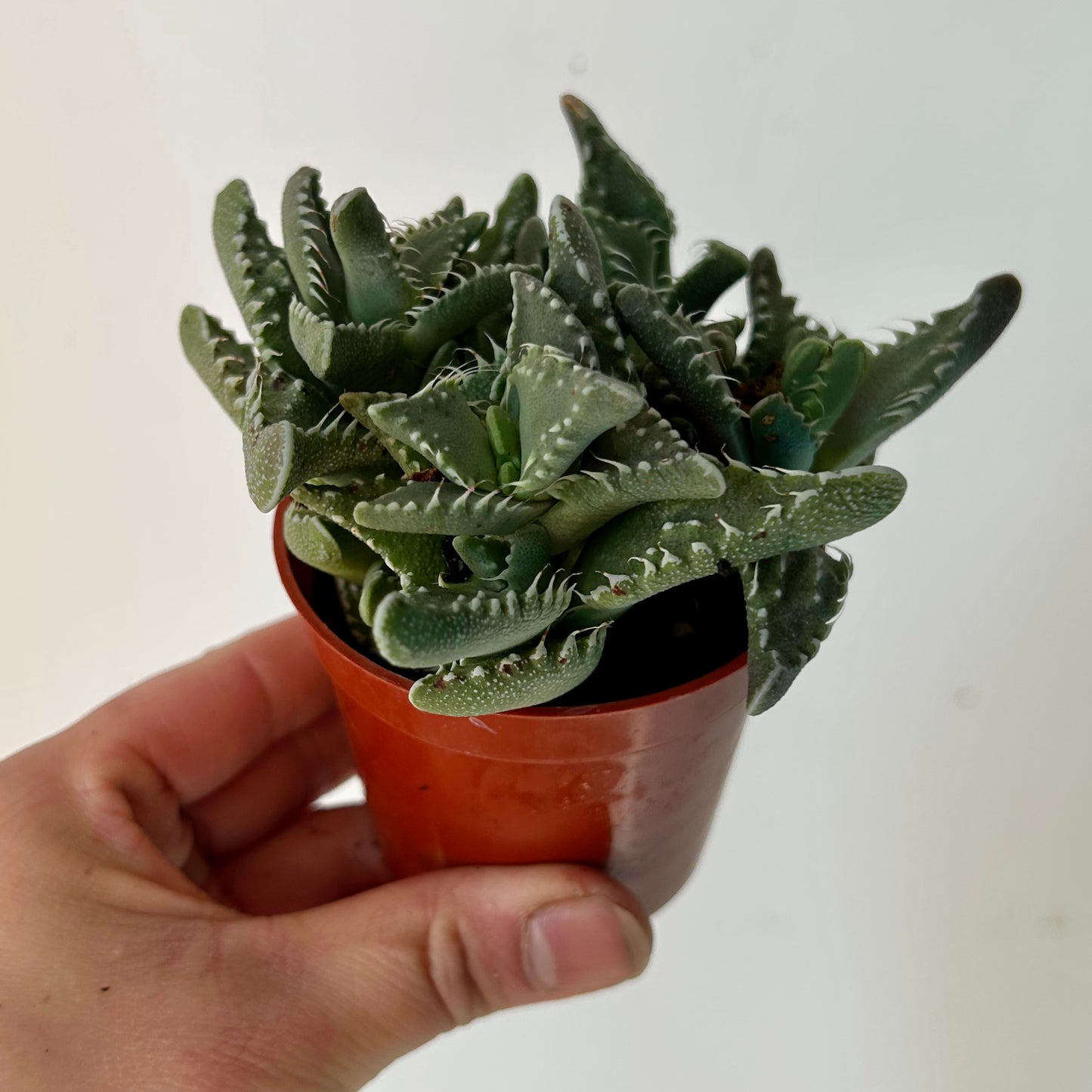 Tiger Jaw Succulent (Faucaria tigrina)2.75"pot