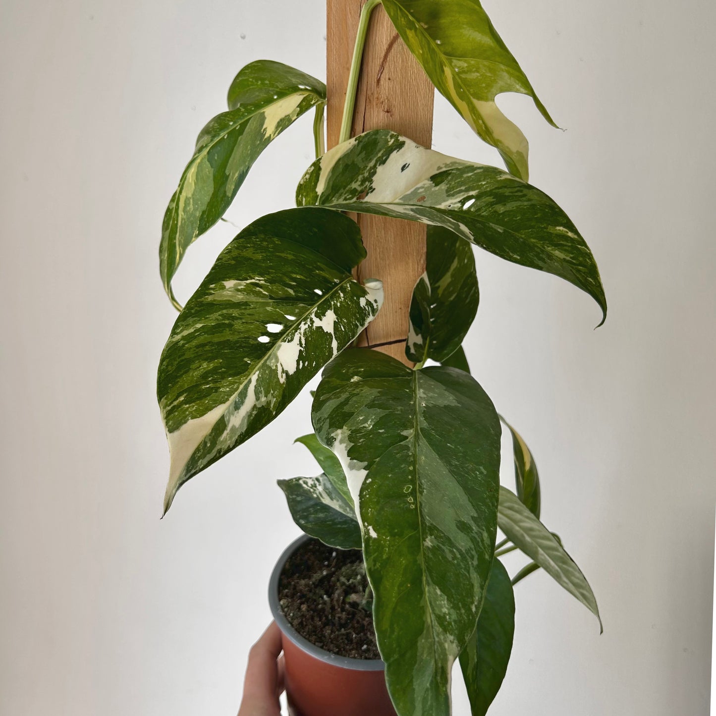 Variegated Epipremnum Pinnatum albo on wood plank 4” pot