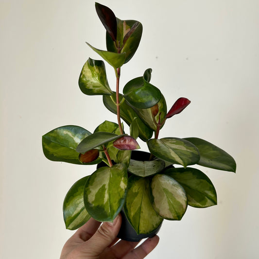 Hoya Australis “Lisa” 3.5”pot