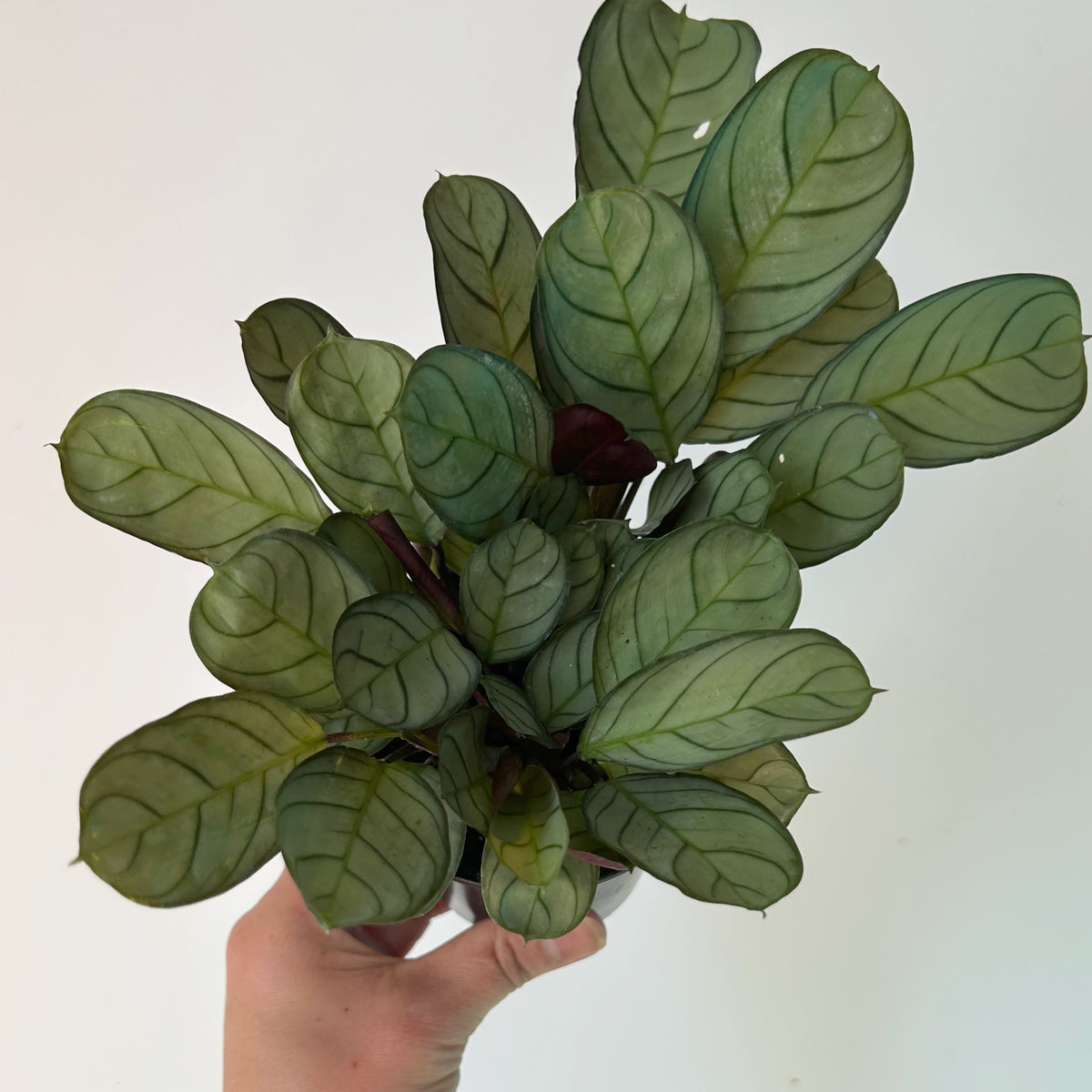 Ctenanthe burle-marxii 'Amagris' 3.5” pot