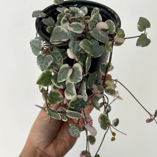 Variegated String of Hearts (Ceropegia woodii variegata) 3.5”pot