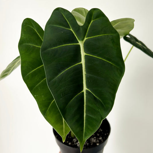 Alocasia Frydek 5” pot