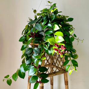 Mona Lisa Lipstick Plant (Aeschynanthus) 8" hanging basket