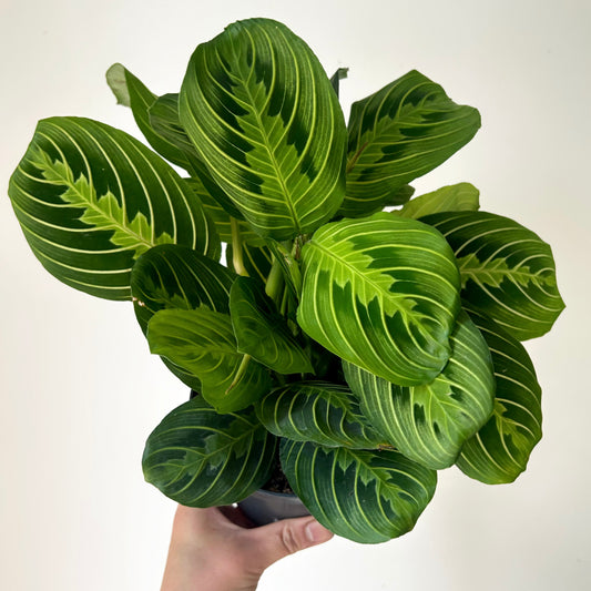 Prayer Plant (Maranta) “Lemon Lime” 5” pot