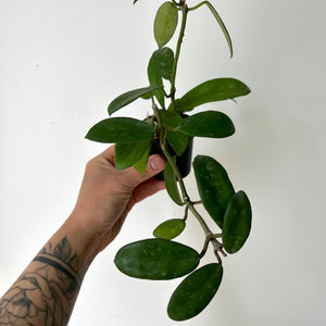 Hoya diversifolia 2.75”pot