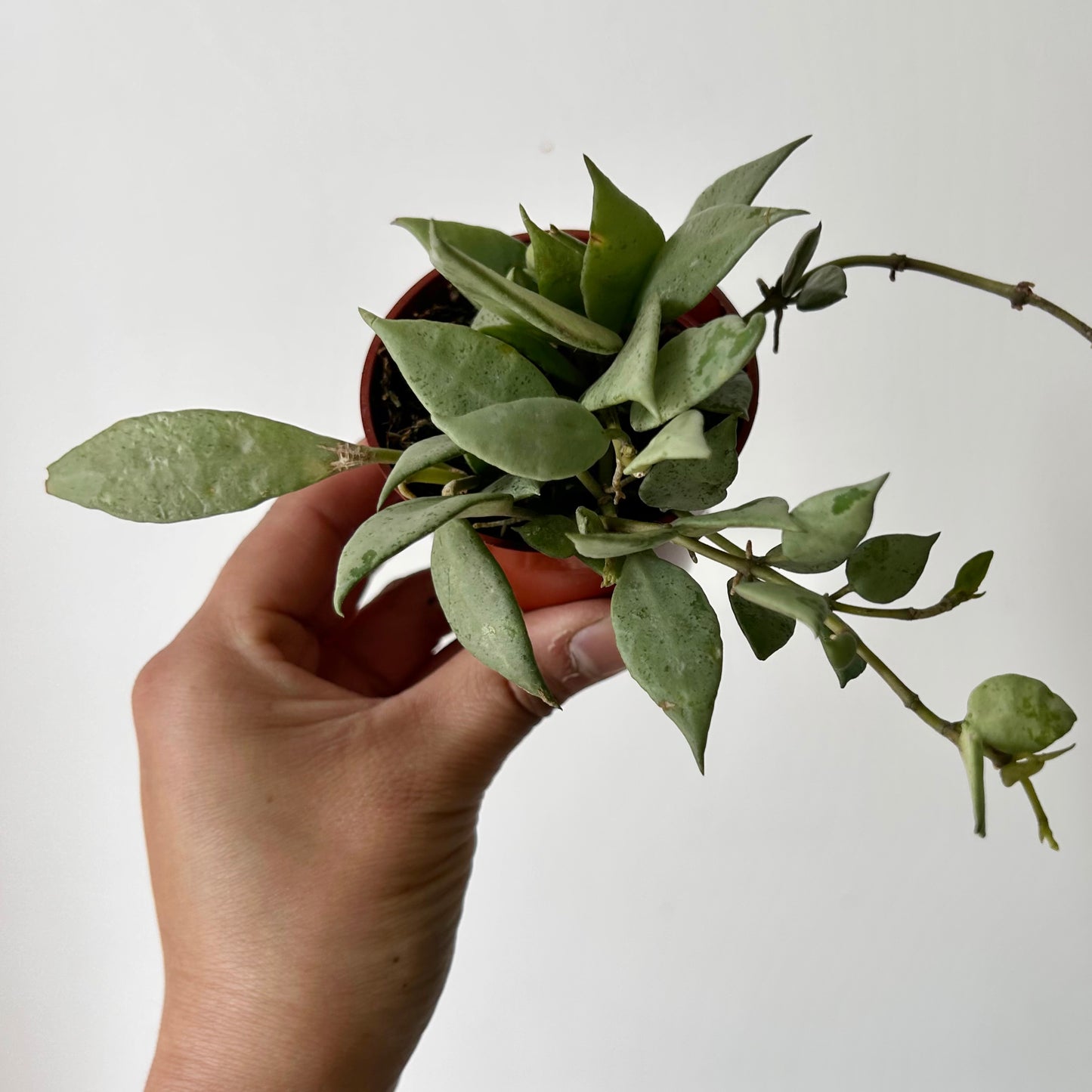 Hoya lacunosa “Mint” 3” pot