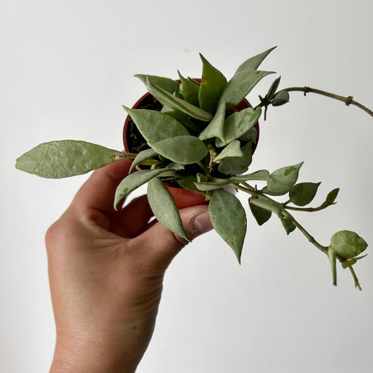 Hoya lacunosa “Mint” 3” pot
