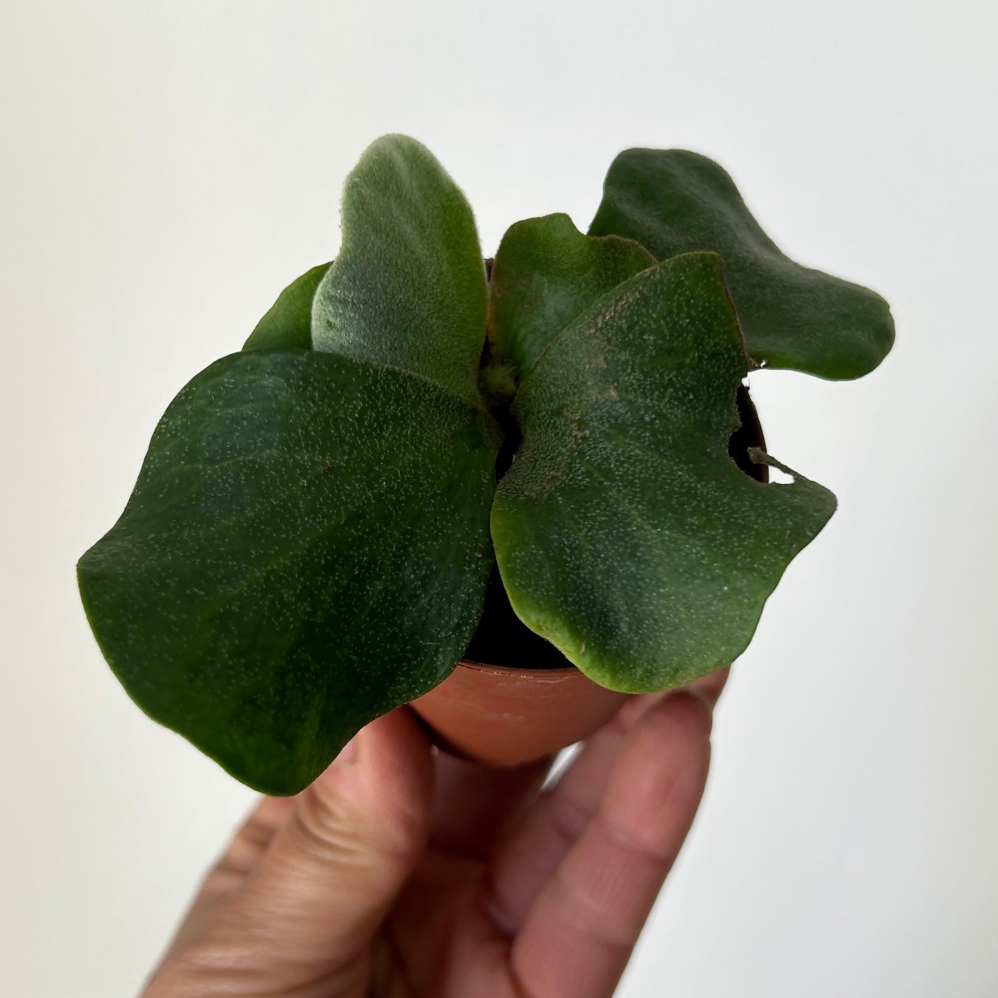 Elephant’s-Ear Fern (platycerium angolense) 2.5” pot