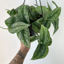 Load image into Gallery viewer, Scindapsus Exotica 6” hanging basket
