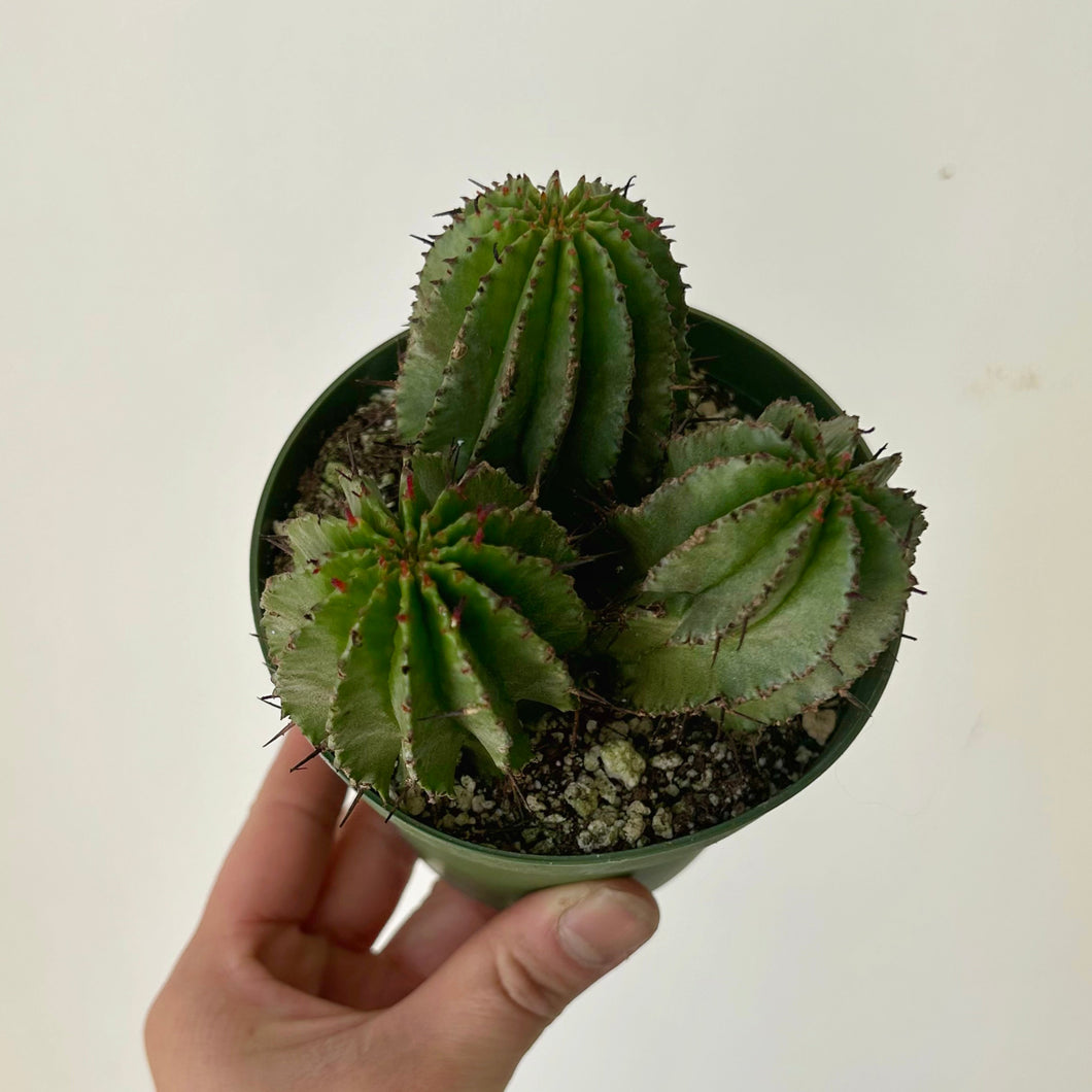 Euphorbia polygona 4” pot