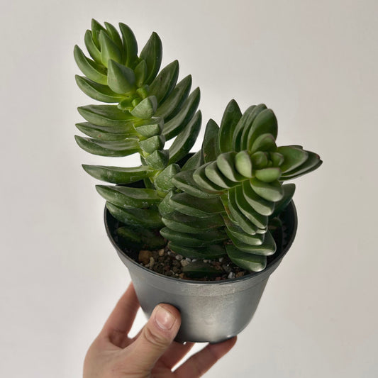 Crassula Capitella “Benjamina” 5” pot