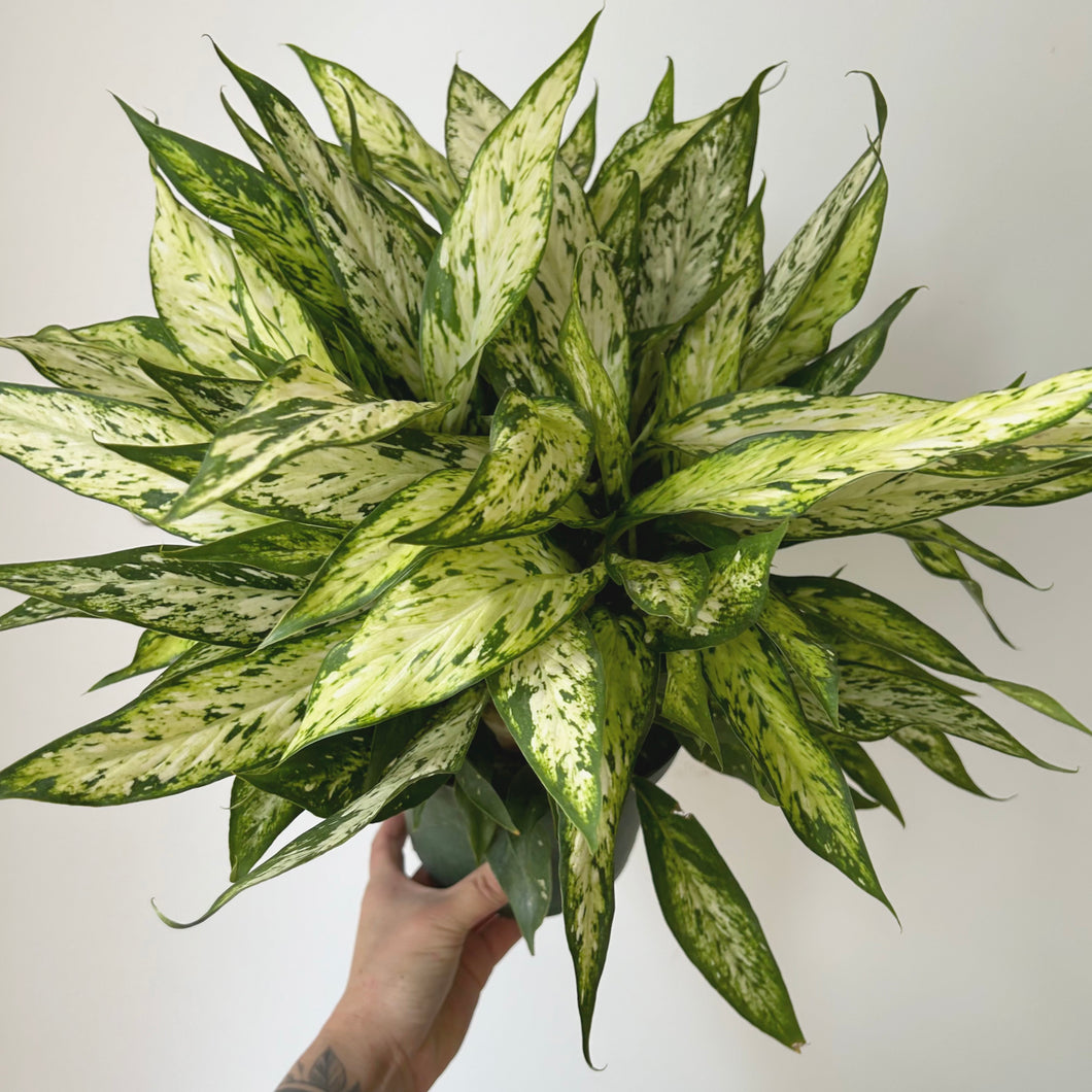 Dieffenbachia “Starbright” 6”pot