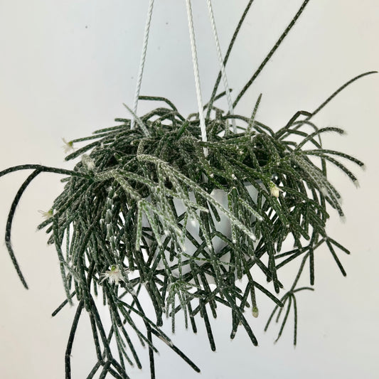 Hairy-Stemmed Rhipsalis (pilocarpa) 6” hanging basket