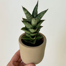 Load image into Gallery viewer, Sansevieria francisii in decorative 2.5”X 2.75&quot;pot
