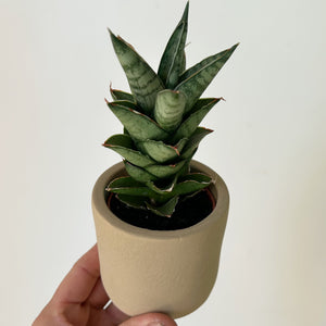 Sansevieria francisii in decorative 2.5”X 2.75"pot