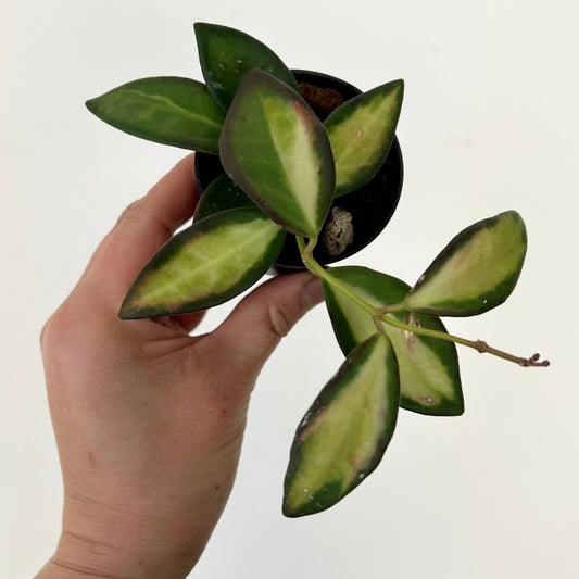 Hoya burtoniae variegata 2.5” pot