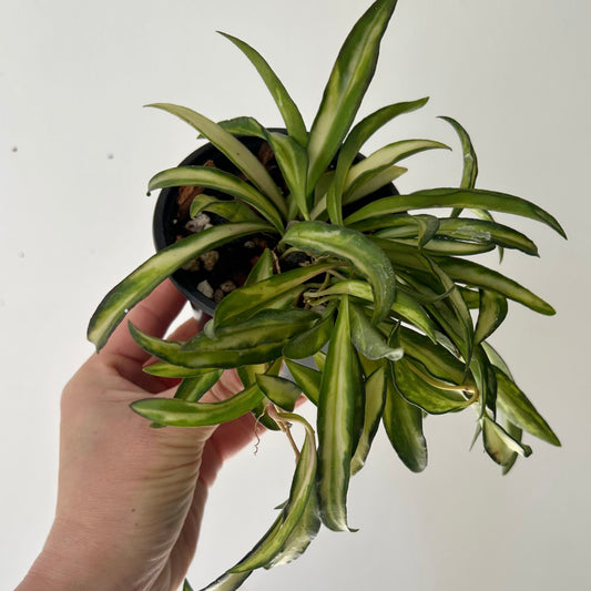Variegated Hoya wayetii 3.5” pot