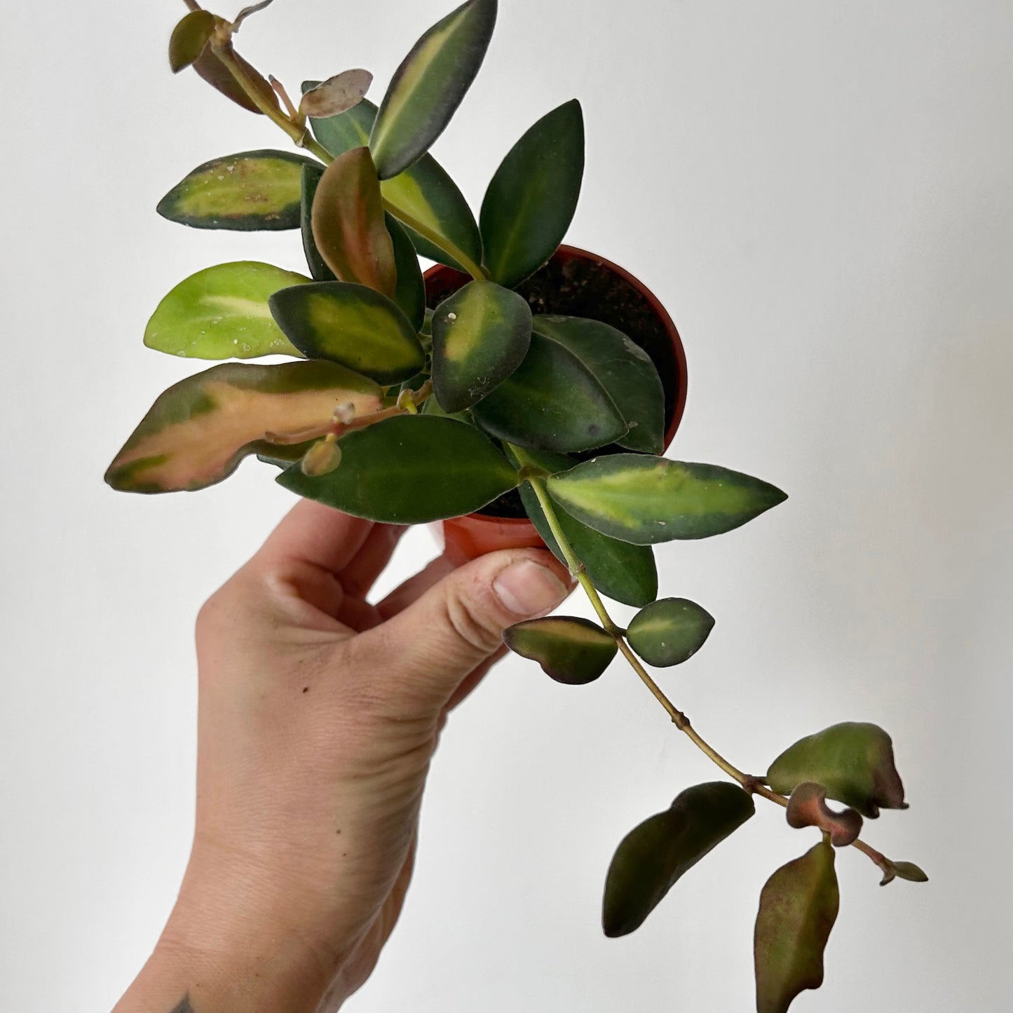 Hoya sp. aff. burtoniae variegated 3”pot